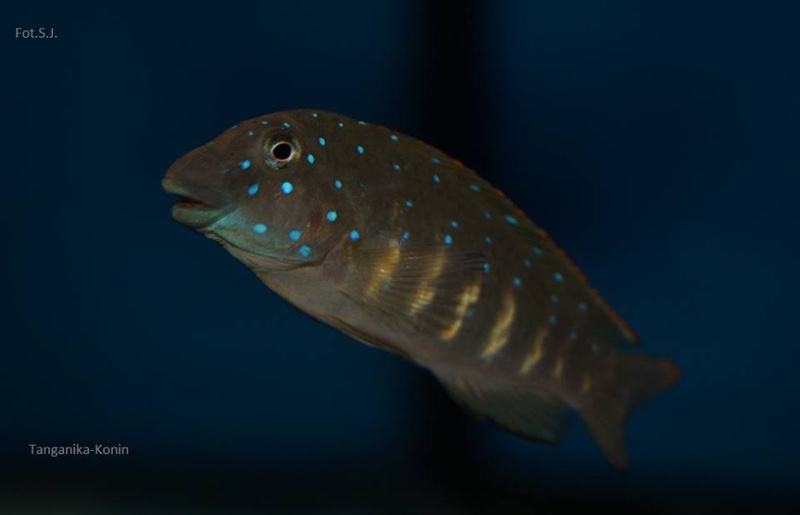 Eretmodus cyanostictus 'Zambia'